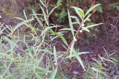 Phillyrea angustifolia_Jaume Marti CC BY-NC