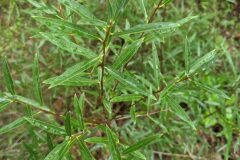 Phillyrea angustifolia_Katarzyna Zarnowiec CC BY-SA