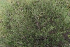 Phillyrea angustifolia_Merce Vallicrosa CC BY-NC