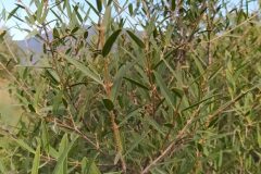 Phillyrea angustifolia_Merce Vallicrosa CC BY-NC