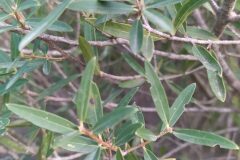 Phillyrea angustifolia_Merce Vallicrosa CC BY-NC