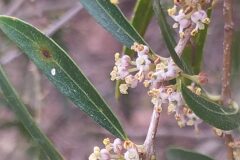 Phillyrea angustifolia_Merce Vallicrosa CC BY-NC