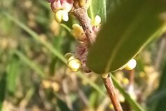 Phillyrea angustifolia_Neus Julia 