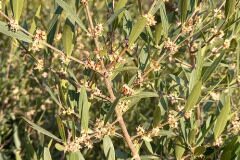 Phillyrea angustifolia_Neus Julia 