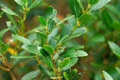 Phillyrea latifolia_Joaquim Reberte