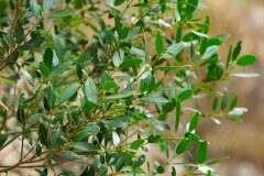 Phillyrea latifolia_Joaquim Reberte