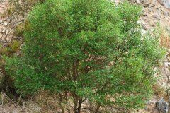 Phillyrea latifolia_Joaquim Reberte