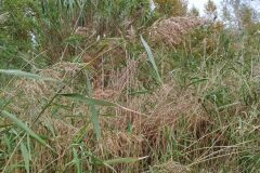 Phragmites australis australis_Josep Gesti CC BY-SA