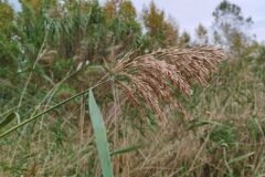 Phragmites australis australis_Josep Gesti CC BY-SA
