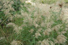 Phragmites australis australis_Pere Barnola CC BY-SA