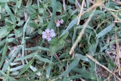 Phyla canescens_Begona Travy CC BY-NC