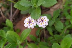 Phyla canescens_Merce Vallicrosa CC BY-NC