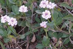 Phyla canescens_Merce Vallicrosa CC BY-NC