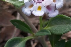 Phyla canescens_Merce Vallicrosa CC BY-NC