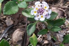 Phyla canescens_Merce Vallicrosa CC BY-NC