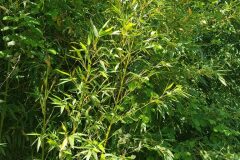 Phyllostachys aurea_Roger Vila CC BY-NC