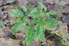 Physalis ixocarpa_Josep Gesti CC BY-SA