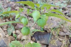 Physalis ixocarpa_Josep Gesti CC BY-SA