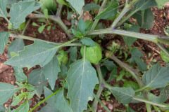 Physalis ixocarpa_Pere Barnola CC BY-SA