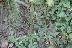 Phyteuma spicatum_Jordi Puyuelo