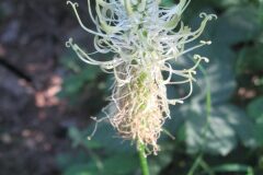 Phyteuma spicatum_Jordi Puyuelo