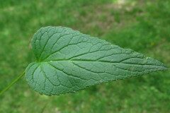 Phyteuma spicatum_Margarida Vila CC BY-NC