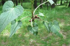 Phyteuma spicatum_Margarida Vila CC BY-NC