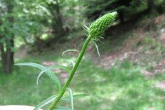 Phyteuma spicatum_Margarida Vila CC BY-NC