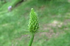 Phyteuma spicatum_Margarida Vila CC BY-NC