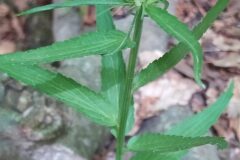 Phyteuma spicatum_Merce Vallicrosa CC BY-NC