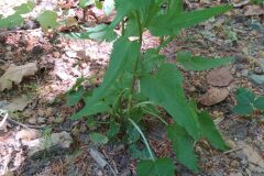 Phyteuma spicatum_Merce Vallicrosa CC BY-NC