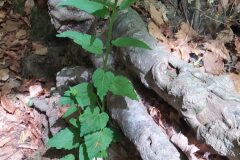 Phyteuma spicatum_Merce Vallicrosa CC BY-NC