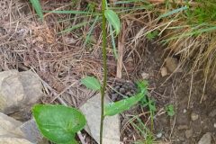 Phyteuma spicatum_Merce Vallicrosa CC BY-NC