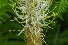 Phyteuma spicatum_Merce Vallicrosa CC BY-NC