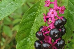 Phytolacca americana_Antoni Puig