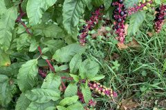 Phytolacca americana_Begona Travy CC BY-NC