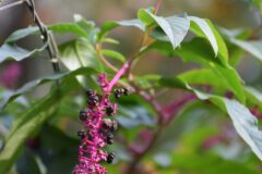 Phytolacca americana_Gabriel Huguet