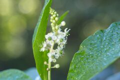 Phytolacca americana_Joaquim Reberte