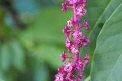 Phytolacca americana_Joaquim Reberte