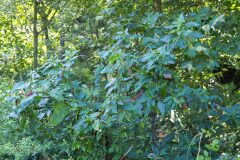 Phytolacca americana_Joaquim Reberte