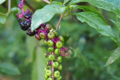Phytolacca americana_Joaquim Reberte