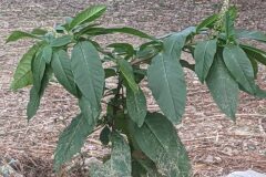 Phytolacca americana_Katarzyna Zarnowiec CC BY-SA