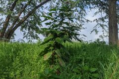 Phytolacca americana_Katarzyna Zarnowiec CC BY-SA