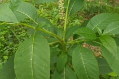 Phytolacca americana_Katarzyna Zarnowiec CC BY-SA