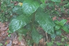 Phytolacca americana_Neus Julia CC BY-SA