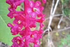 Phytolacca americana_Neus Julia CC BY-SA