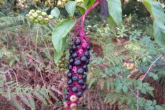 Phytolacca americana_Neus Julia CC BY-SA