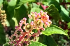 Phytolacca americana_Neus Julia CC BY-SA