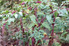 Phytolacca americana_Neus Julia CC BY-SA