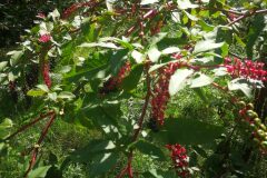 Phytolacca americana_Pep Alboquers CC BY-NC